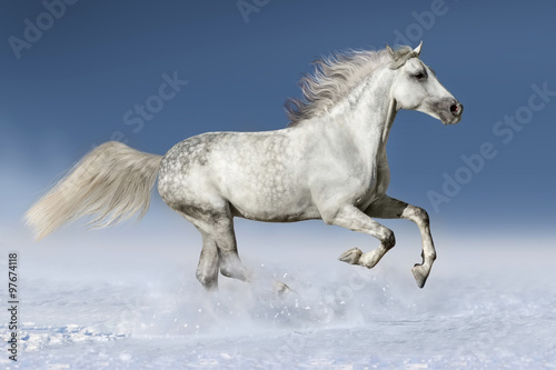 Fototapeta Naklejka Na Ścianę i Meble -  Horse run gallop in snow