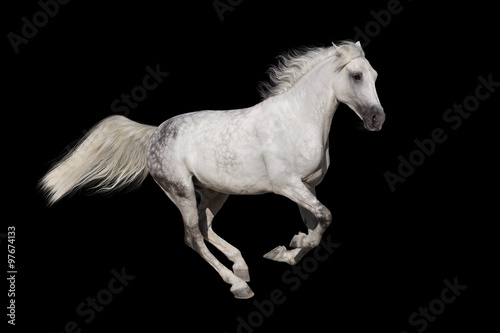 Horse with long mane isolated on black background © callipso88