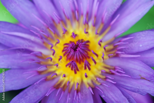 colorful lotus flower