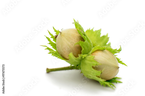 green hazel nuts