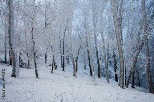 Frosty cold winter forest