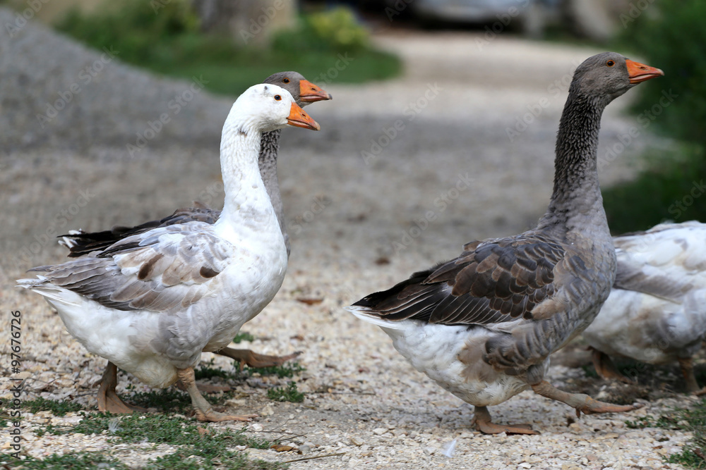 Grey and white domestic gooses on poultry farm Grey and white domestic gooses on poultry farm