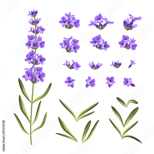 Set of lavender flowers elements.