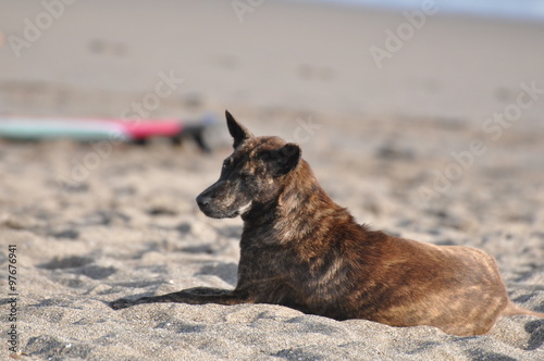 見つめる犬