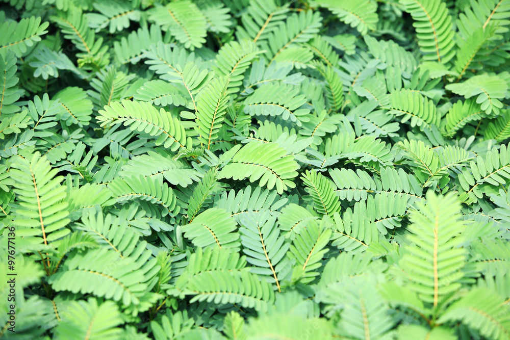 tropical fresh leaf as background.