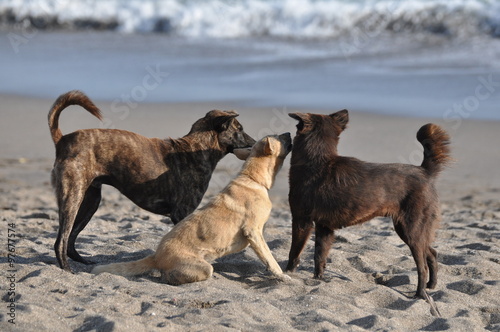 ビーチで遊ぶ犬達