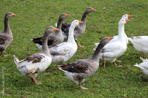 Domestic geese and goose are grazing in the green grass
