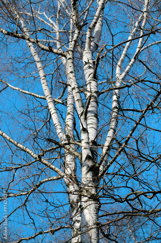 Beautiful white birch tree