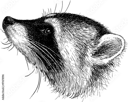 head of a raccoon