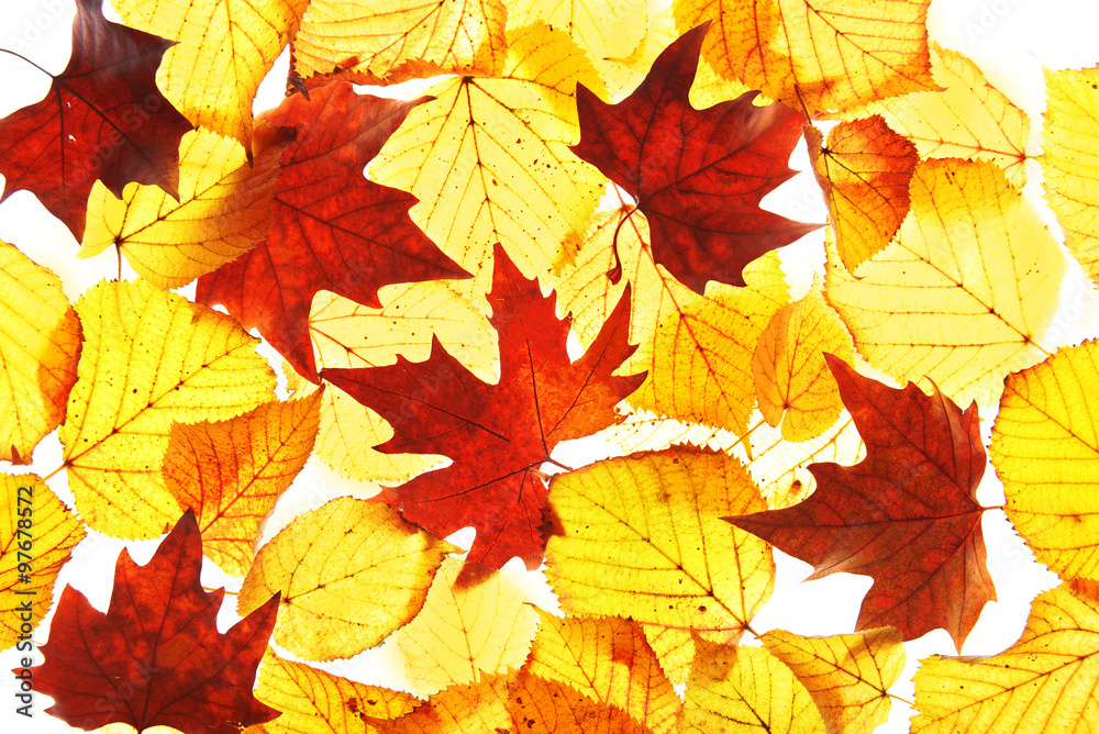 Golden autumn leaves background Golden autumn leaves background