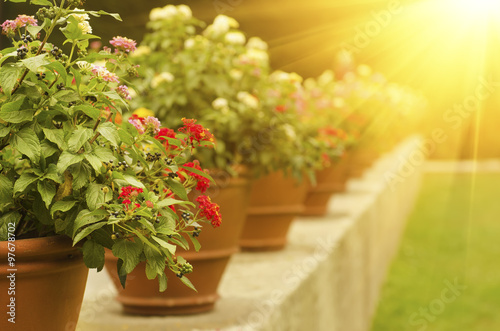 Vases with flowers in the Park