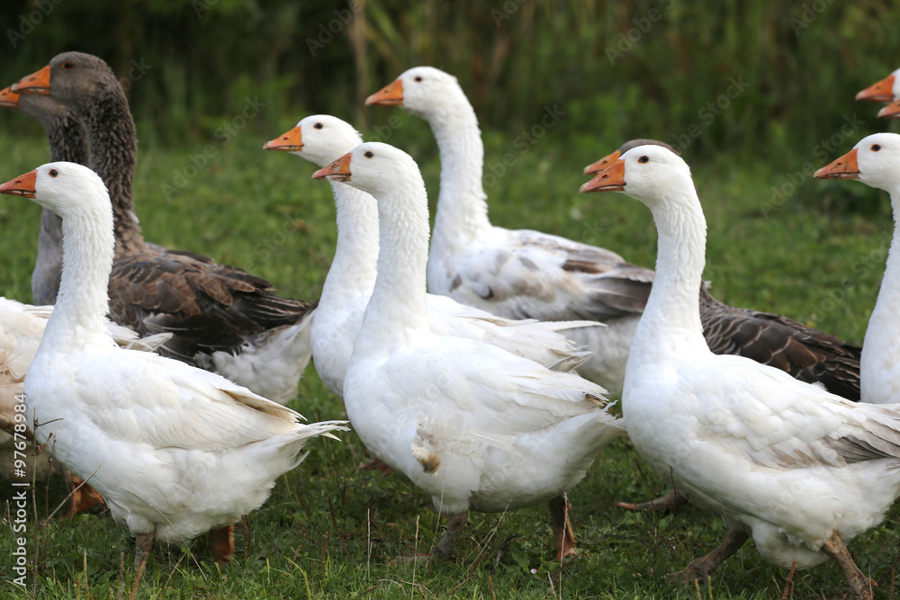 White grey gooses standing on poultry yard White grey gooses standing on poultry yard