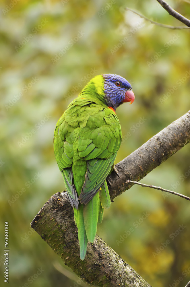 Rainbow Lorikeet, Trichoglossus haematodus Rainbow Lorikeet, Trichoglossus haematodus