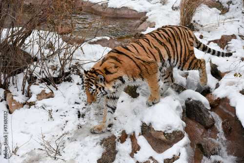Healthy male Siberian Tiger in the mountains in the winter.