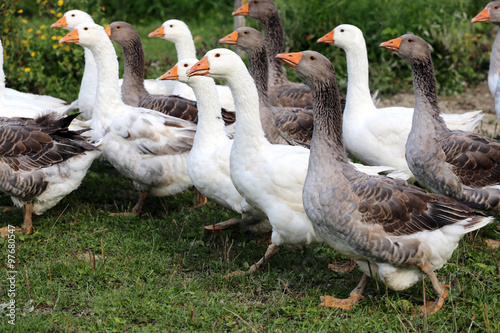 Fotografie, Obraz Flock of geese on green meadow in natural environment