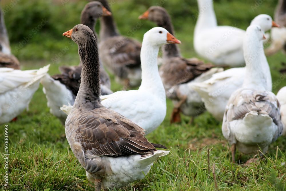 Flock of geese on green meadow in natural environment Flock of geese on green meadow in natural environment