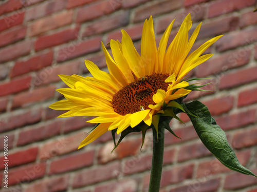 Bright Yellow Sunflower