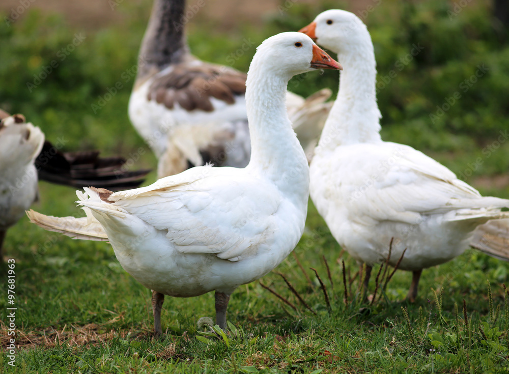 Flock of geese on green meadow in natural environment Flock of geese on green meadow in natural environment
