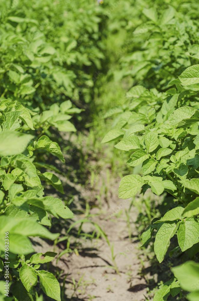 Potato field Potato field