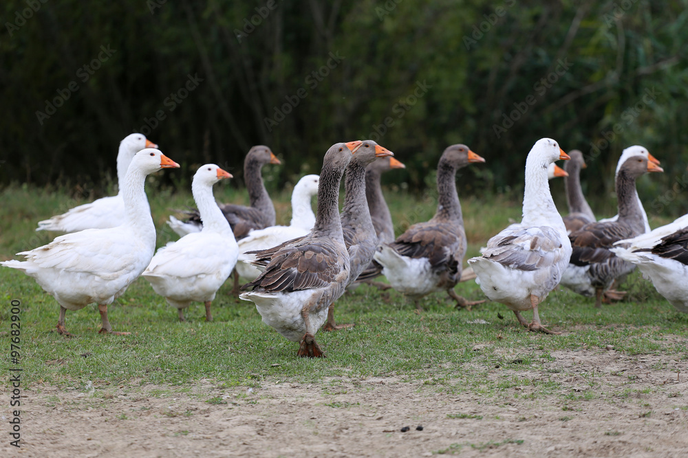 White goose walk on meadow rural scene White goose walk on meadow rural scene
