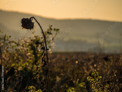 Fototapeta Naklejka Na Ścianę i Meble -  Verwelkte Sonnenblumen im Sonnenuntergang