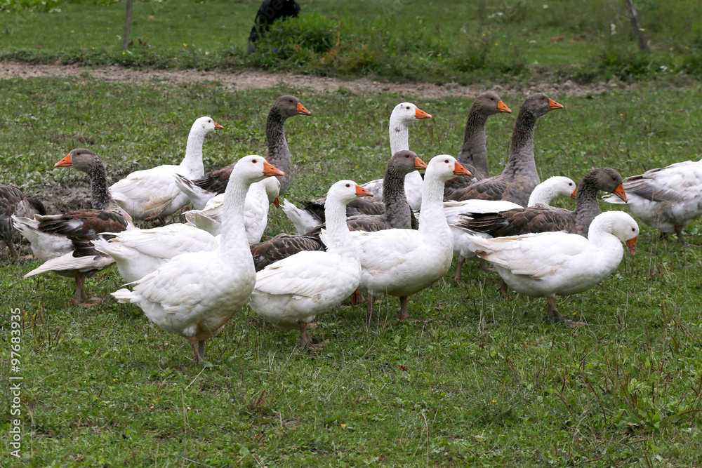 Obraz premium Domestic geese graze on traditional village goose farm