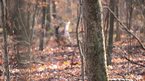 Deer is spooked during hunting season and runs away - white bushy tail.