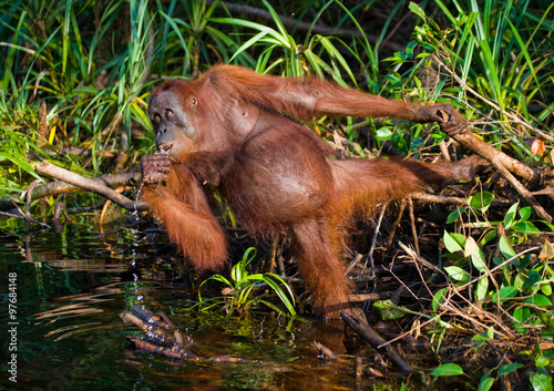 Orangutan drinking water from the river in the jungle. Indonesia. The island of Kalimantan (Borneo). An excellent illustration. © gudkovandrey
