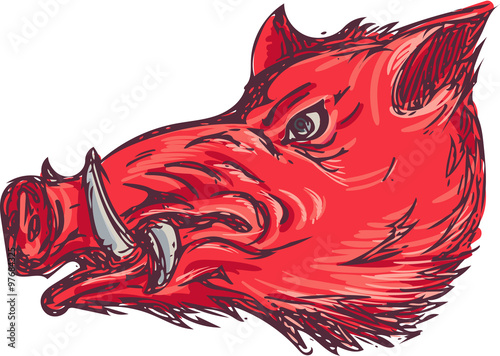 Wild Boar Razorback Head Side Drawing