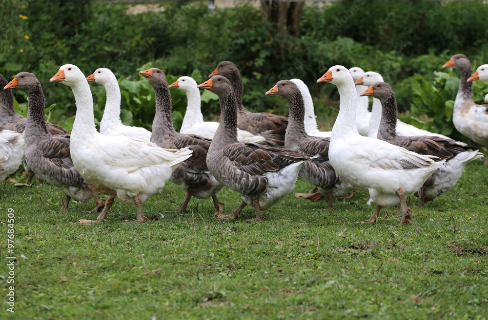 Young white geese grazing on pasture summertime Young white geese grazing on pasture summertime