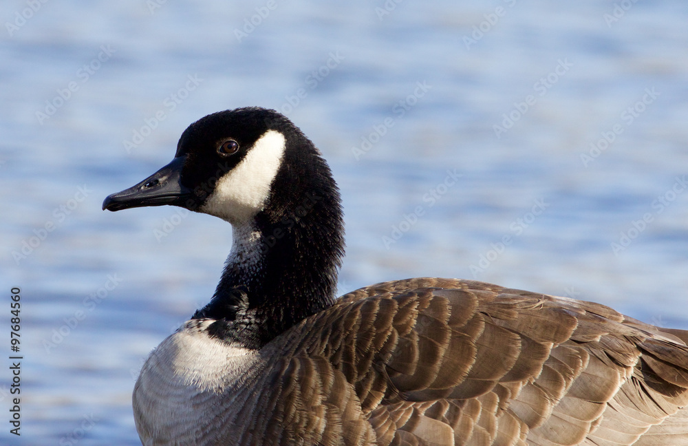 Beautiful portrait of a Canada goose Beautiful portrait of a Canada goose