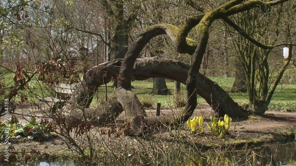 tree trunk + pond + Western Skunk Cabbage (Lysichiton americanus) tree trunk + pond + Western Skunk Cabbage (Lysichiton americanus)