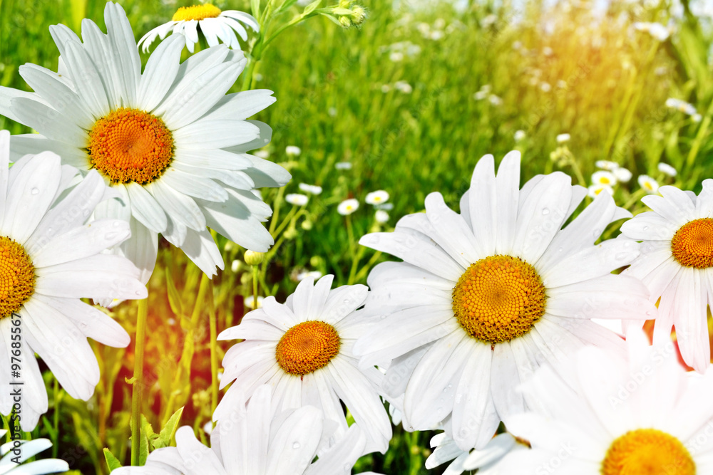 Fototapeta premium Wildflowers daisies. Summer landscape.