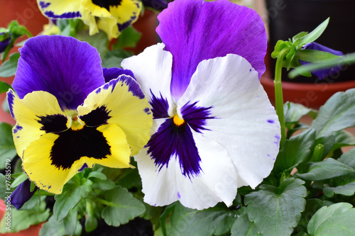 Pansies (Viola Tricolor) closeup