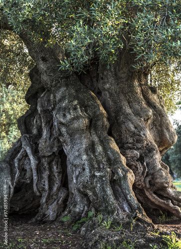 uralter Olivenbaum (Apulien, Italien) #3