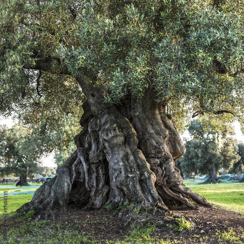 uralter Olivenbaum (Apulien, Italien) #2
