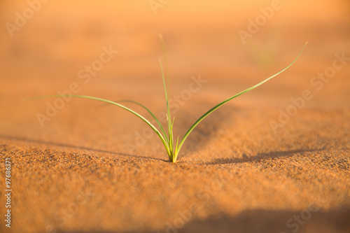 kleines Grasbüschel in der Wüste