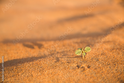 kleines Gewächs in der Wüste