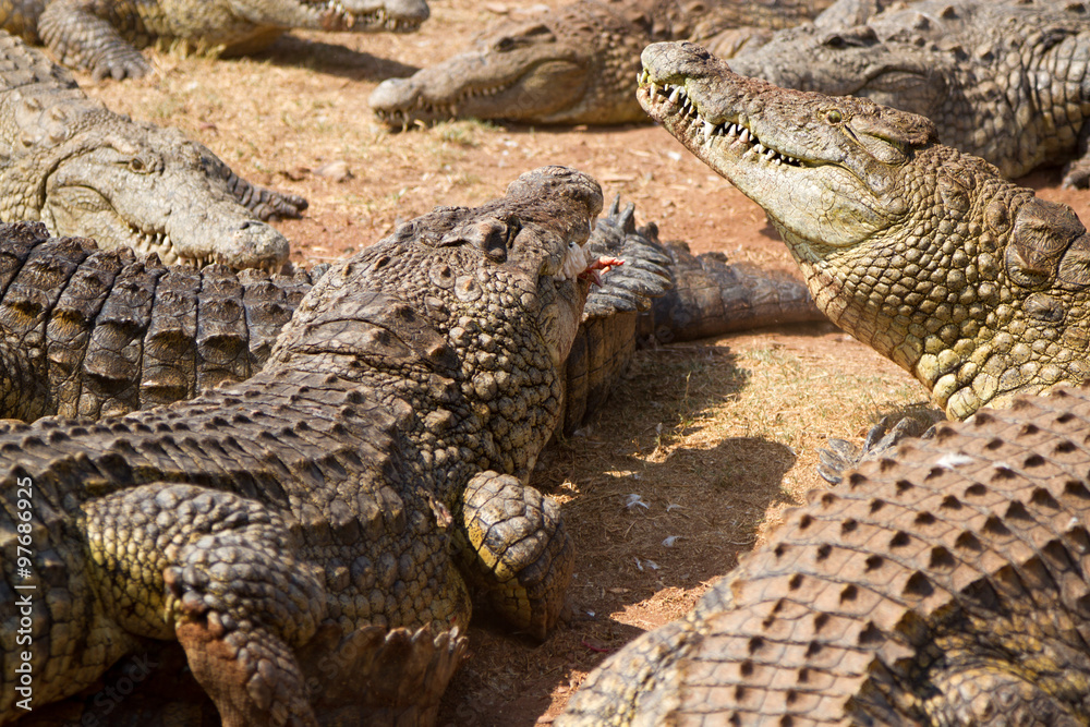 Obraz premium Crocodile