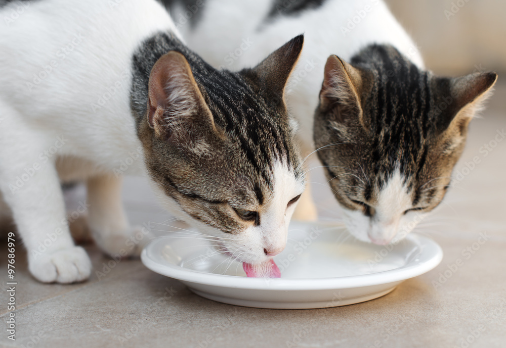Naklejka premium Two cats drinking milk from bowl.