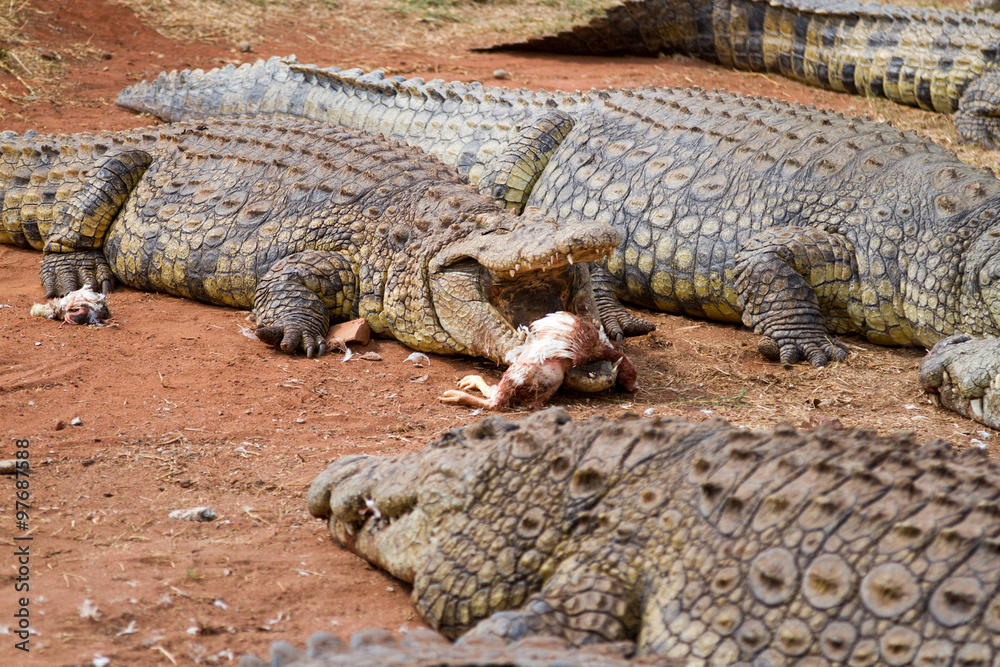 Fototapeta premium Crocodile