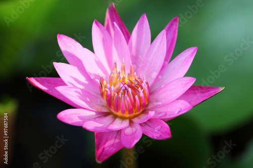 beautiful blooming lotus flower