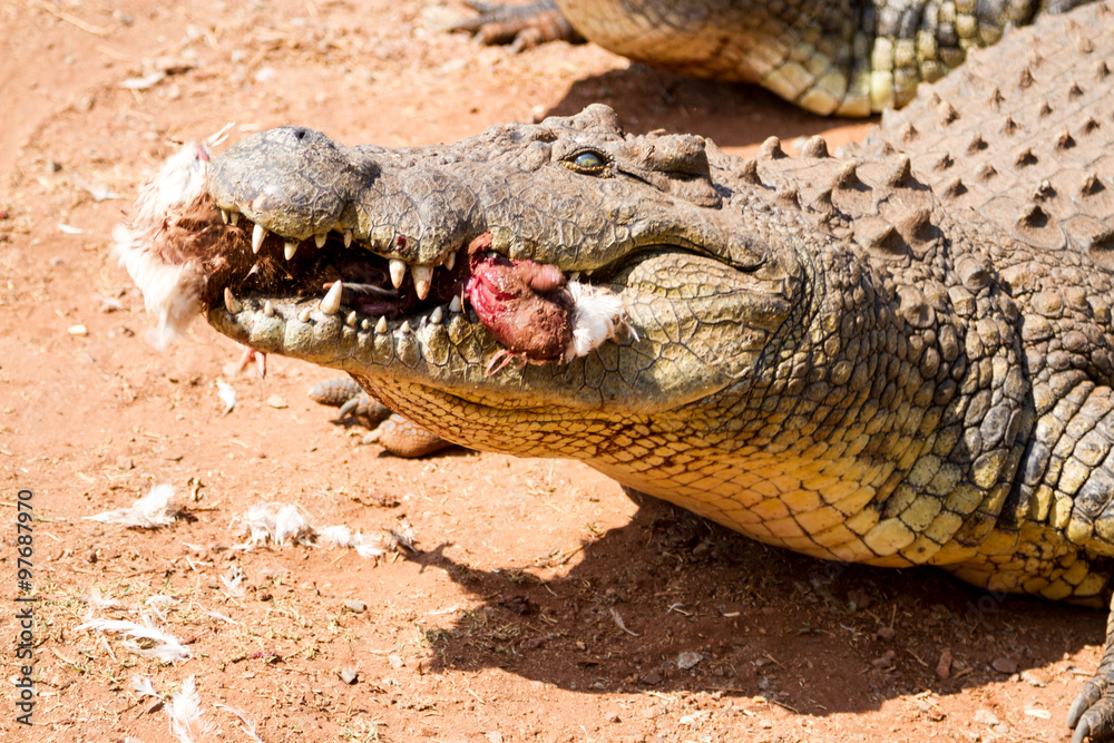 Fototapeta premium Crocodile