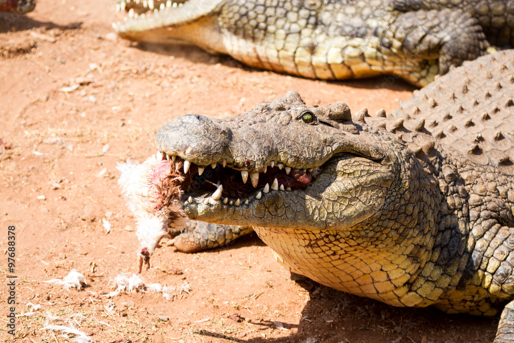 Obraz premium Crocodile