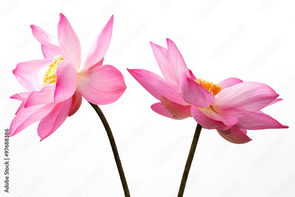 lotus flower isolated on white background