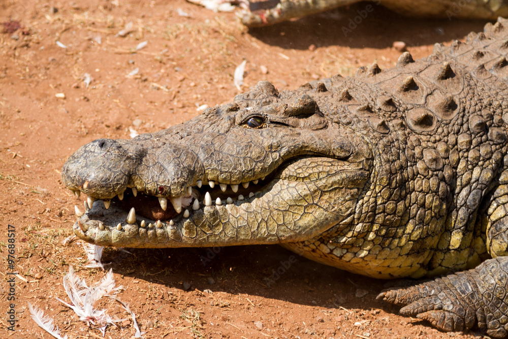 Fototapeta premium Crocodile