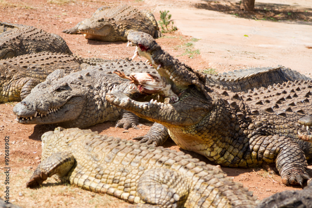 Obraz premium Crocodile