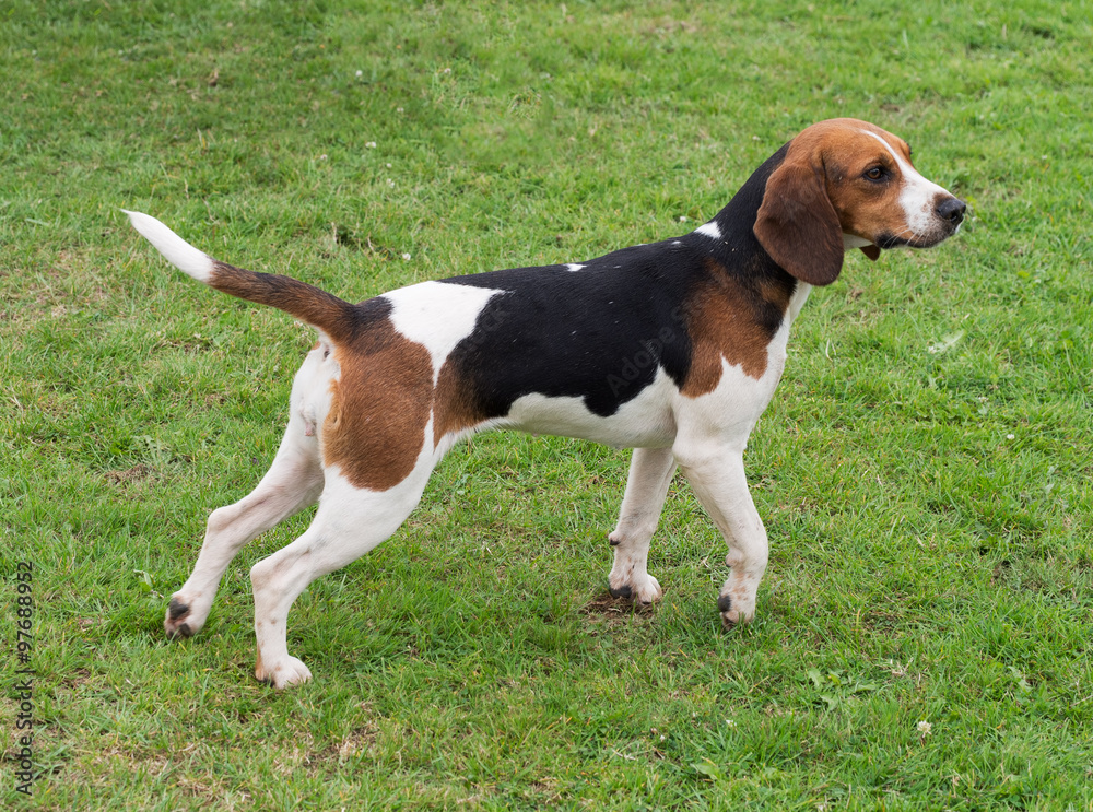 Beagle outdoors