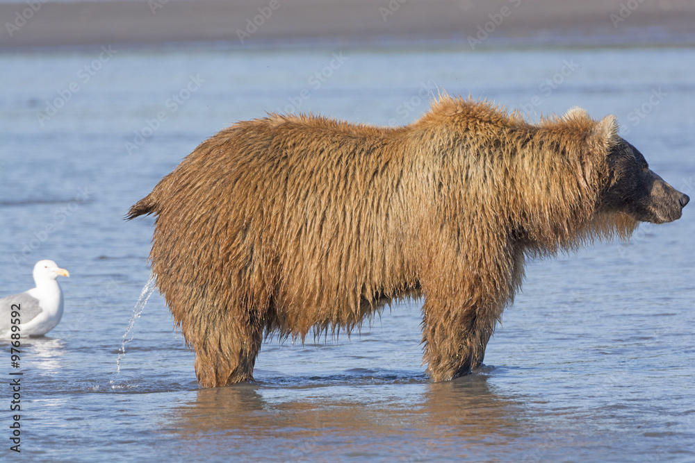 Fototapeta premium Female Bear Peeing in the Estuary