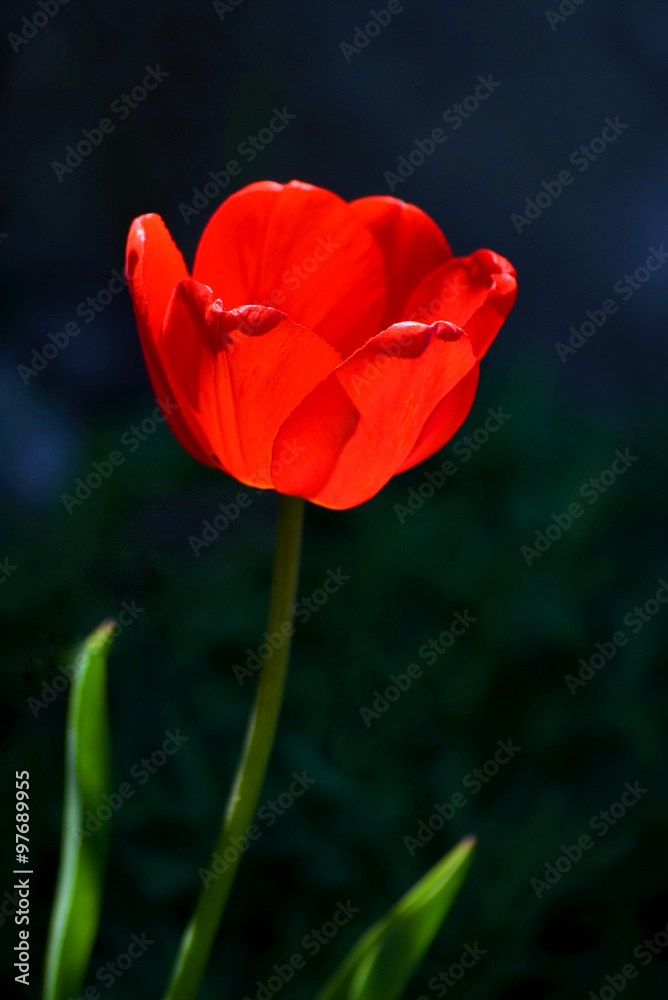 tulips tulips